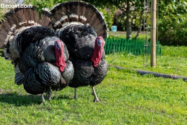 Here’s Why Bitcoin Is Rallying Just Before Thanksgiving