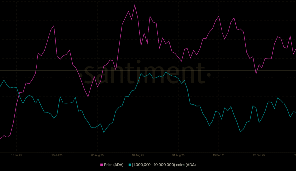 Whale Accumulation Signals a Rebound to 